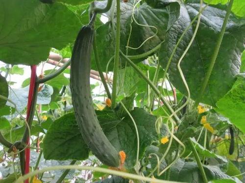 新黄瓜最新爆料视频大全,揭秘幕后真相与精彩瞬间 第3张 新黄瓜最新爆料视频大全,揭秘幕后真相与精彩瞬间 第3张