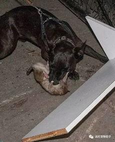 狗抓老鼠新闻爆料视频下载,罕见奇观引发网友热议,视频下载火爆网络 第2张 狗抓老鼠新闻爆料视频下载,罕见奇观引发网友热议,视频下载火爆网络 第2张
